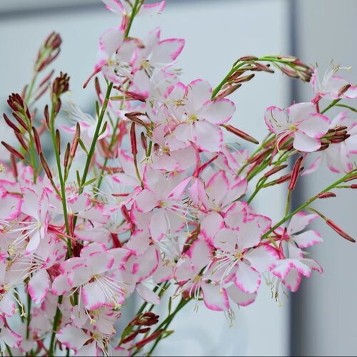 千鸟花盆栽 山桃草花卉室外庭院阳台花镜植物 花卉多年生宿根包邮 - 图1