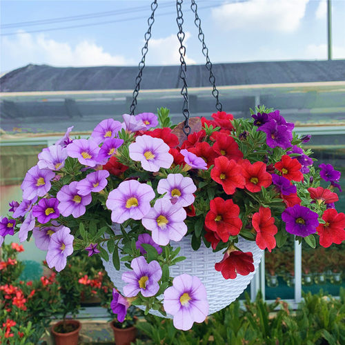 矮牵牛花苗盆栽植物阳台庭院花卉垂吊牵牛花舞春花百万小玲 - 图0