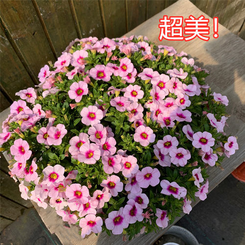 矮牵牛花苗盆栽植物阳台庭院花卉垂吊牵牛花舞春花百万小玲 - 图1