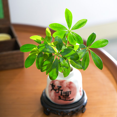 好运水培来财鸭脚木盆栽四季常青植物客厅室内绿植招财花卉四季 - 图3