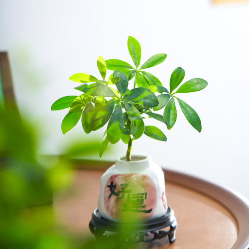 好运水培来财鸭脚木盆栽四季常青植物客厅室内绿植招财花卉四季 - 图2