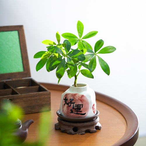 好运水培来财鸭脚木盆栽四季常青植物客厅室内绿植招财花卉四季 - 图0