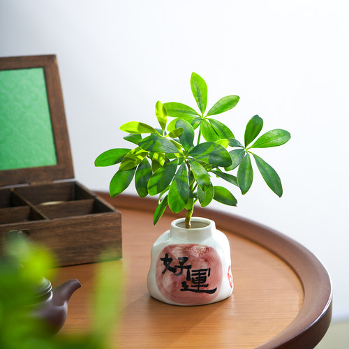 好运水培来财鸭脚木盆栽四季常青植物客厅室内绿植招财花卉四季 - 图1
