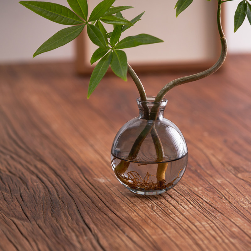 水培造型发财树盆栽植物办公室内茶桌面好养四季招财奇趣绿植摆件,淘宝优惠券,粉丝福利购,淘宝优惠卷