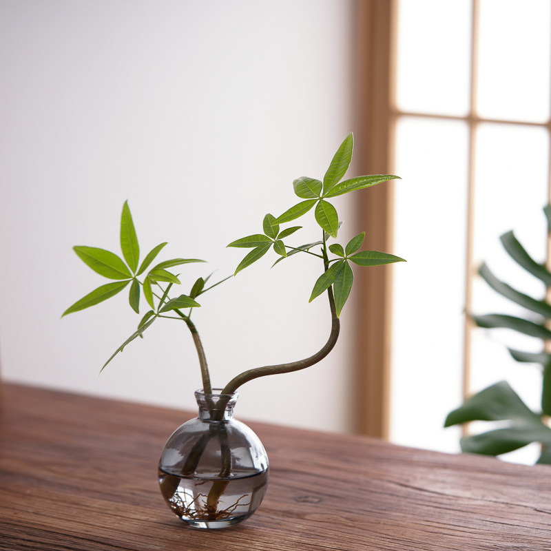 水培造型发财树盆栽植物办公室内茶桌面好养四季招财奇趣绿植摆件,淘宝优惠券,粉丝福利购,淘宝优惠卷