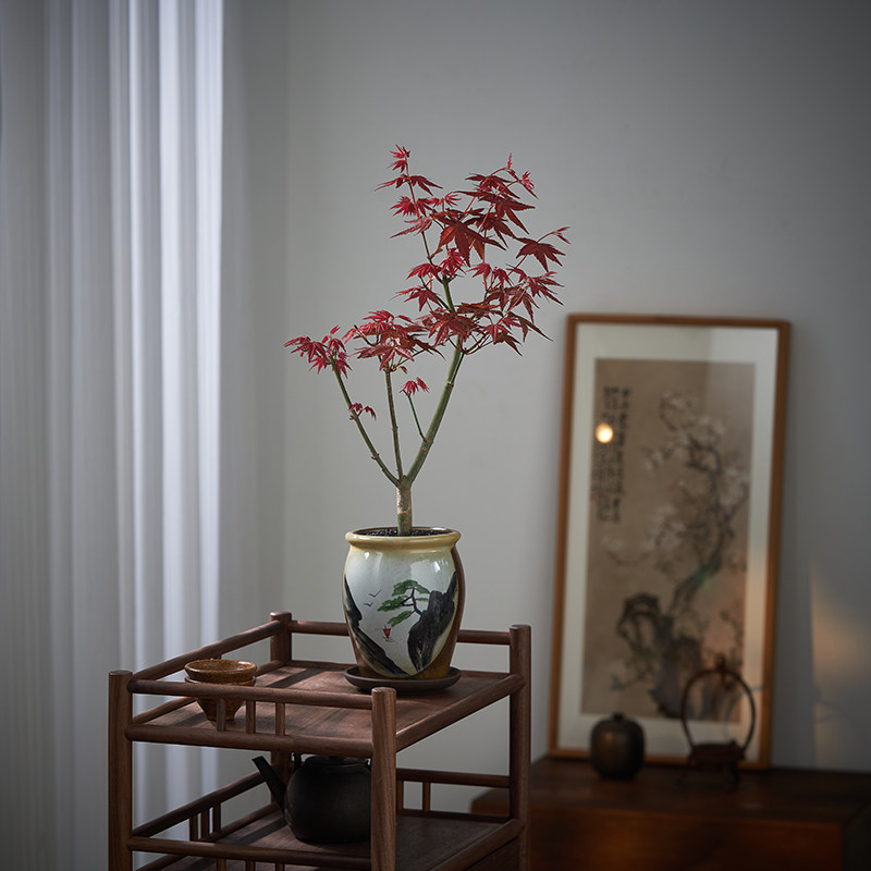 红枫盆景四季好养活室内桌面盆栽老桩耐寒观叶植物红舞姬树苗,淘宝优惠券,粉丝福利购,淘宝优惠卷