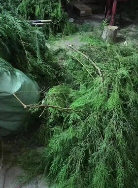 重庆野柏树丫熏腊肉乔迁婚礼嫁娶摆盘圣诞节装饰花环树叶祈福材料