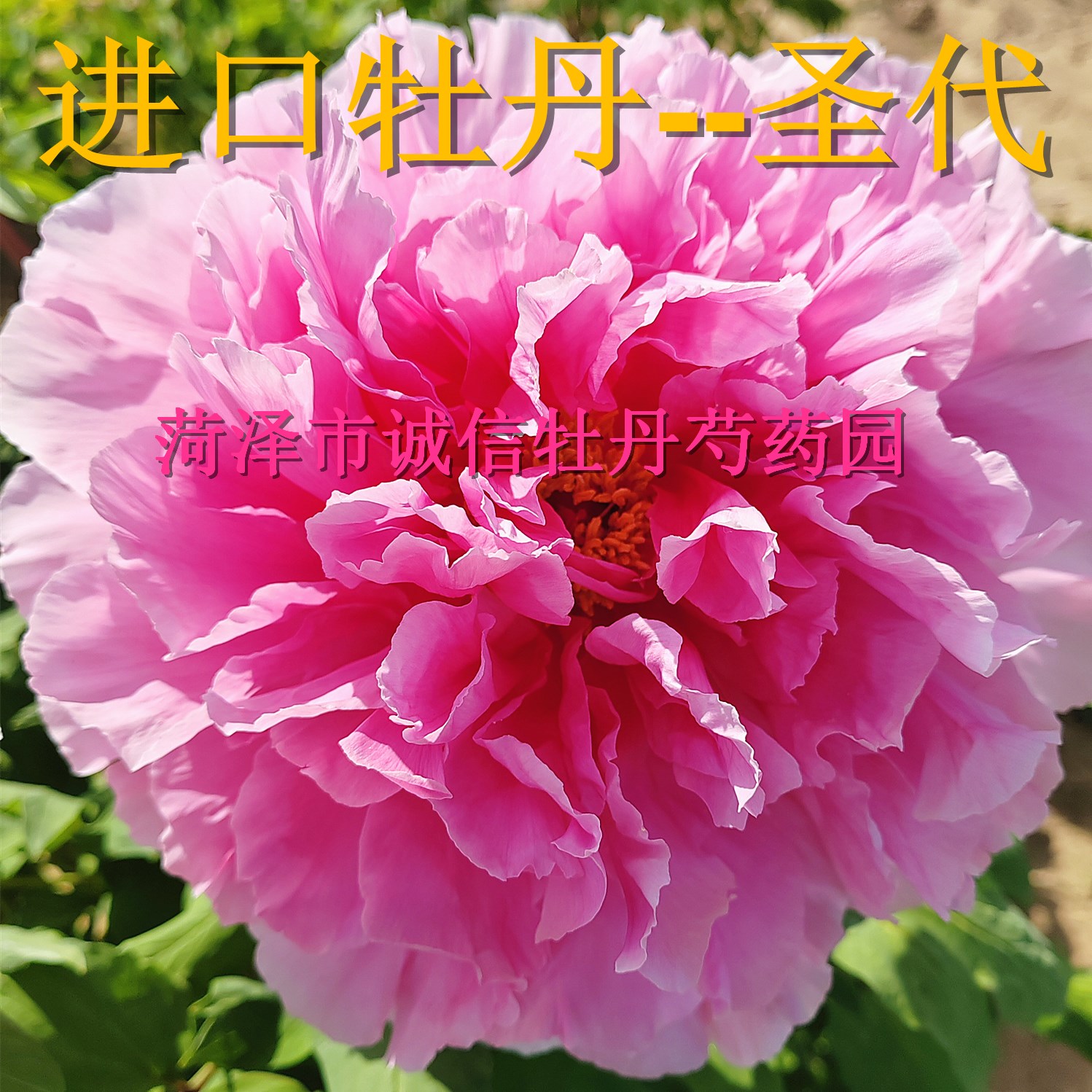 菏泽市诚信牡丹芍药园牡丹花苗【圣代】秋天发货。 - 图1