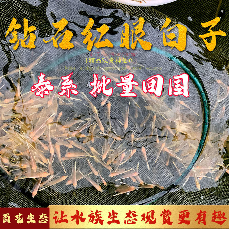 神仙鱼白化秘鲁熊猫仙埃及秘鲁仙阿凡达烟熏金头红眼白子仙蓝魔仙 - 图3