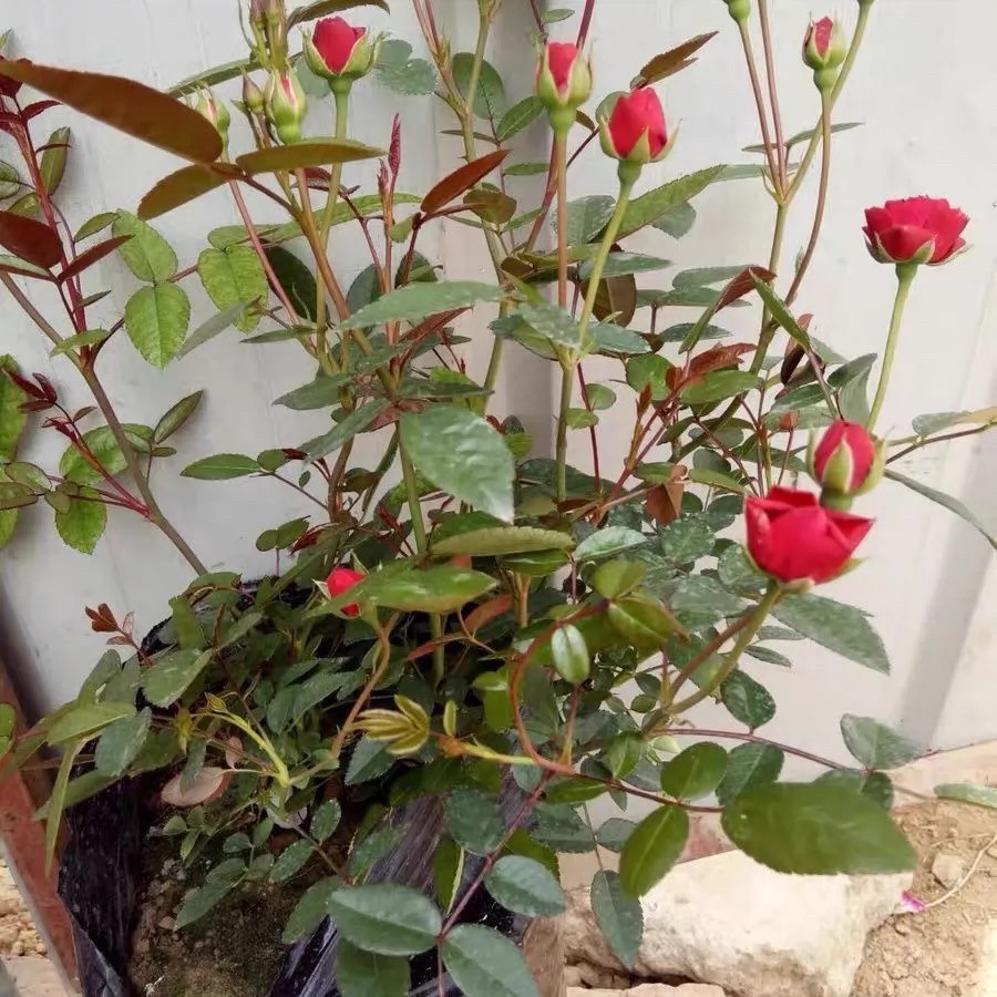 【3棵包邮】红色科斯特 橙科斯特 粉科斯特 阳台微月 月季花苗小,淘宝优惠券,粉丝福利购,淘宝优惠卷