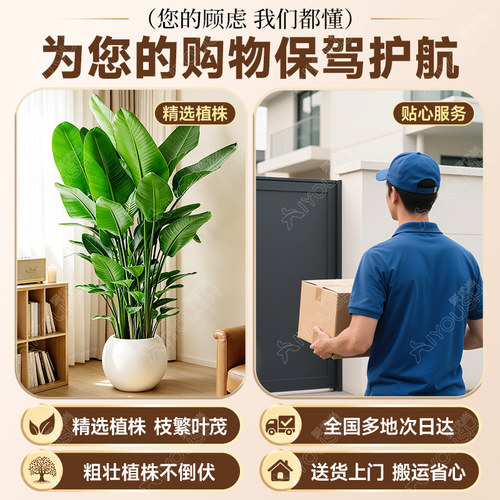 天堂鸟客厅绿植盆栽高级感大型旺宅大叶真植物四季花卉落地盆景 - 图1