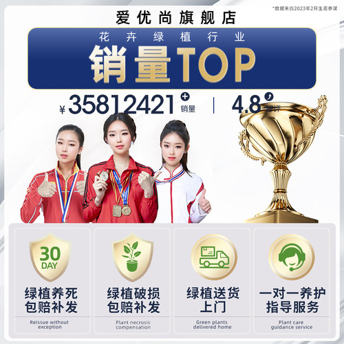 散尾葵植物客厅盆栽室内办公室大型绿植凤尾竹富贵椰子开业旺宅 - 图3