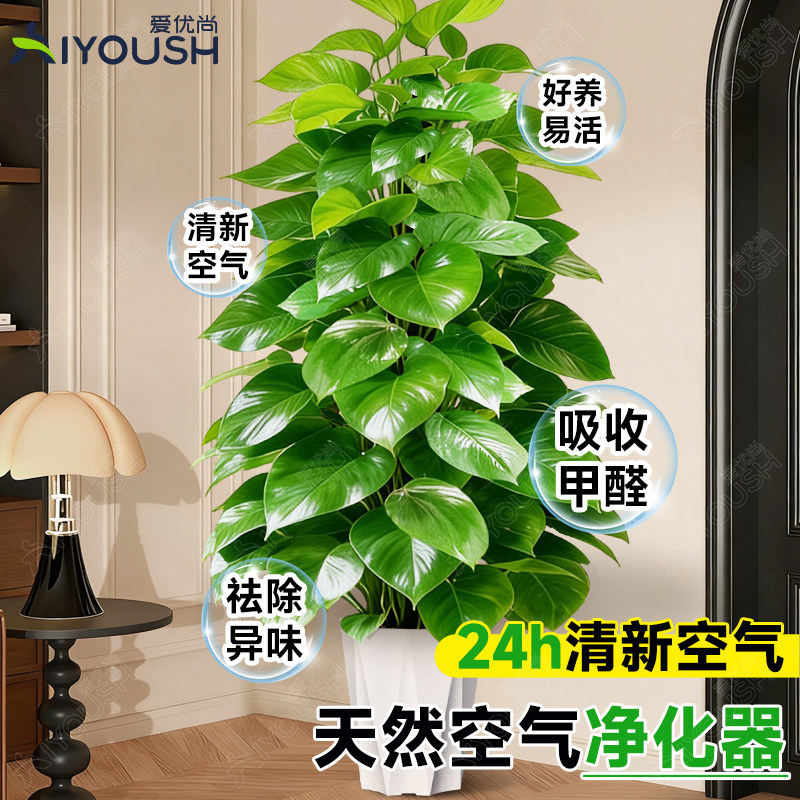 大叶绿萝柱大号客厅盆景大型办公室居家净化空气除甲醛好养活植物,淘宝优惠券,粉丝福利购,淘宝优惠卷