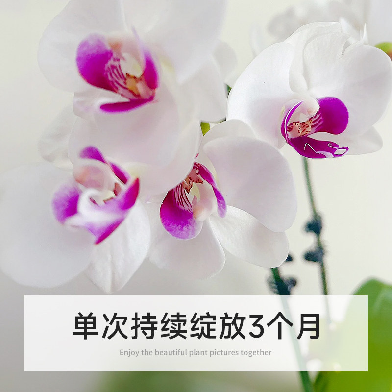 蝴蝶兰盆栽带花剑花苞兰花大苗四季开花室内桌面好养绿植花卉易活,淘宝优惠券,粉丝福利购,淘宝优惠卷