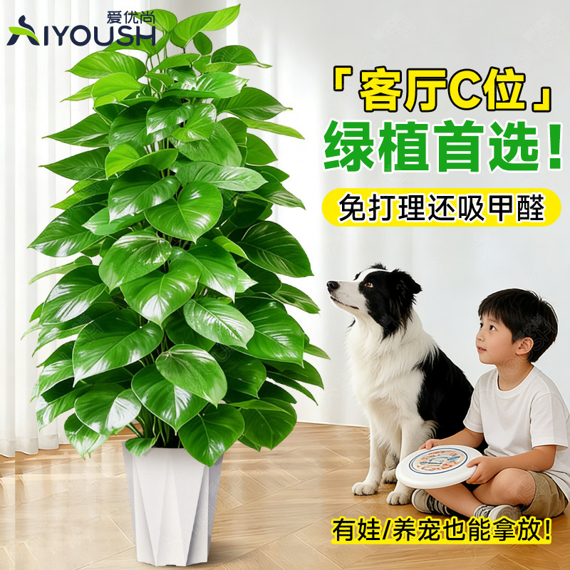 大叶绿萝柱大号客厅盆景大型办公室居家净化空气除甲醛好养活植物,淘宝优惠券,粉丝福利购,淘宝优惠卷