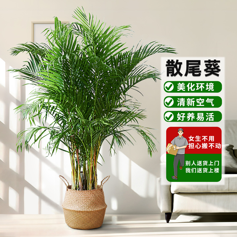 散尾葵植物客厅盆栽适合办公室大型绿植凤尾竹室内落地式开业旺宅-图0