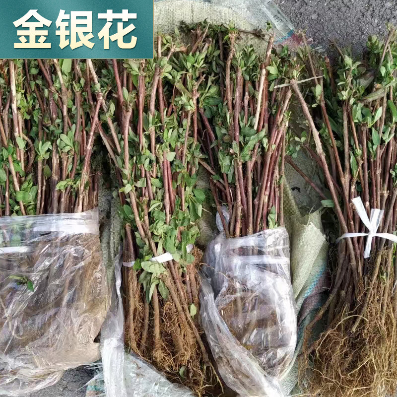 中草药苗大全根茎植物苗麦冬草苗桔梗花苗牡丹芍药月季石菖蒲苗