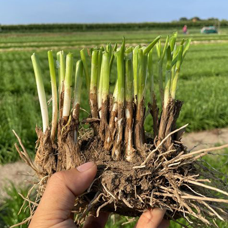 新韭菜根苗紫根韭菜根苗宽叶韭菜种子四季盆栽好养活庭院蔬菜种籽-图2