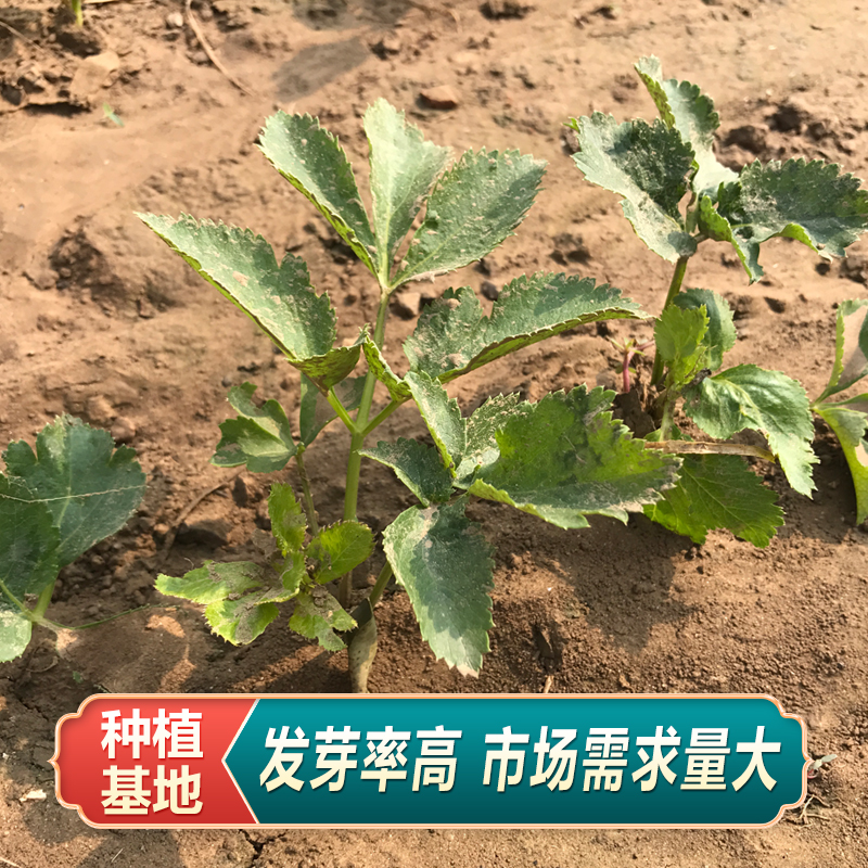 香料白芷种子2023年纯新白芷种籽春秋冬季散装中药材种植苗易管理