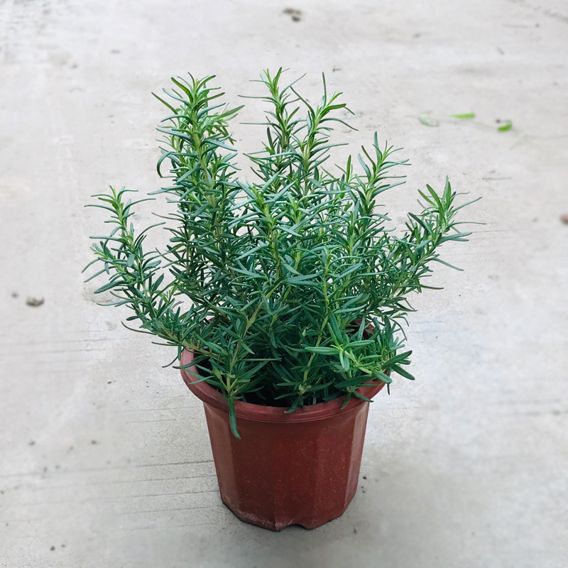 可食用紫苏盆栽薄荷九层塔驱蚊植物迷迭香绿植驱蚊草食用植物盆栽-图1