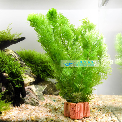 定植小水草懒人金鱼草热带鱼缸造景装饰花草新手入门水景套餐绿菊 - 图0