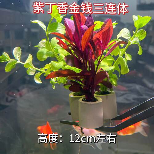 定植小水草懒人金鱼草热带鱼缸造景装饰花草新手入门水景套餐绿菊 - 图2