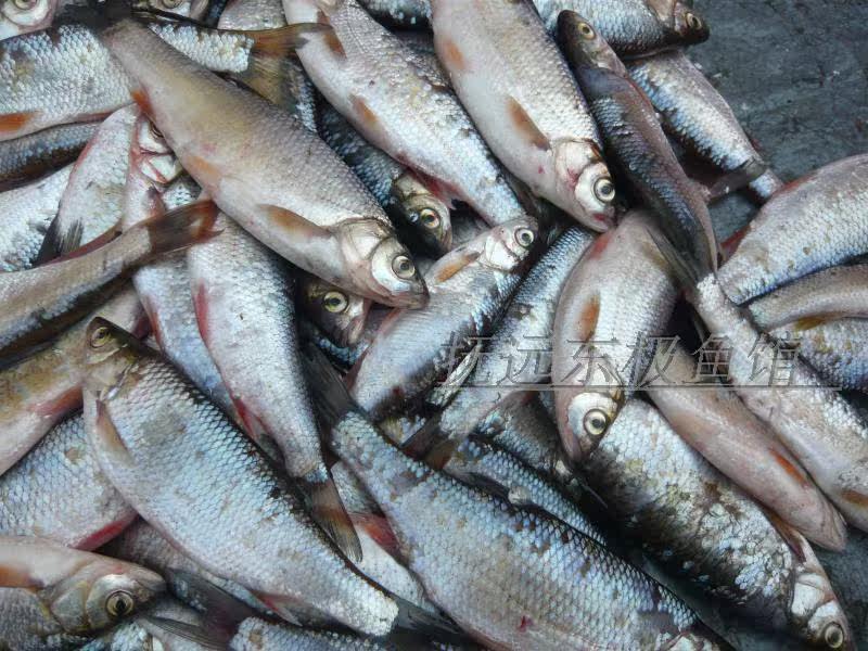 黑龙江东北抚远县特产纯江天然鱼新鲜板黄百黄鱼4斤顺丰包邮