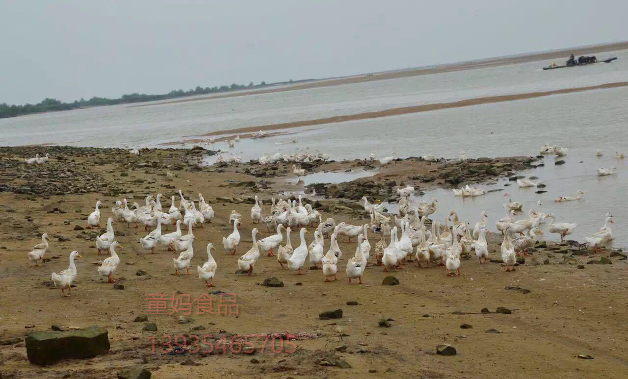 北部湾石哒哒烤海鸭蛋广西特产红树林流油60克即食咸蛋特价包邮 - 图3