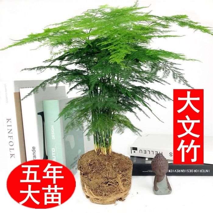 文竹盆景植物 室内绿色盆栽桌面吸甲醛净化空气观叶花卉绿植包邮