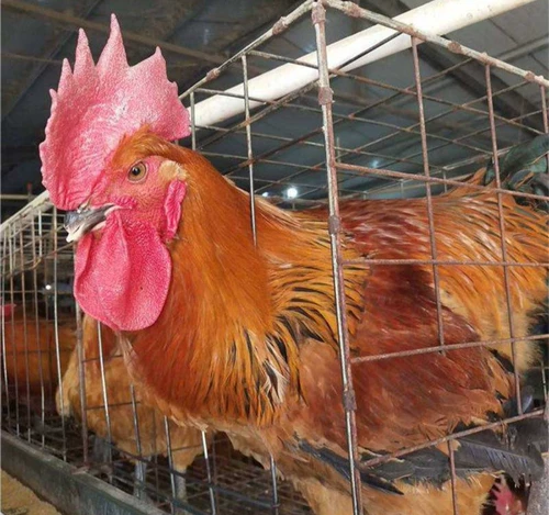 Ифуо помещенные когти королевские курицы с пером перо курица мульти -витамин курица Специальная курица Отдельные куриные пакеты