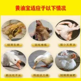 Зверя куриный фазан -куриный масла сокровище способствует слое куриного жира быстро длинное масло желтое скинное желтое яиц -желточные перья свет