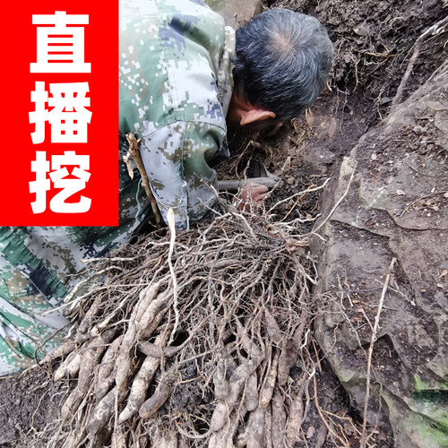 新鲜野生天冬500g 深山采挖老货养生药材泡酒炖汤天门冬广西药膳 - 图0