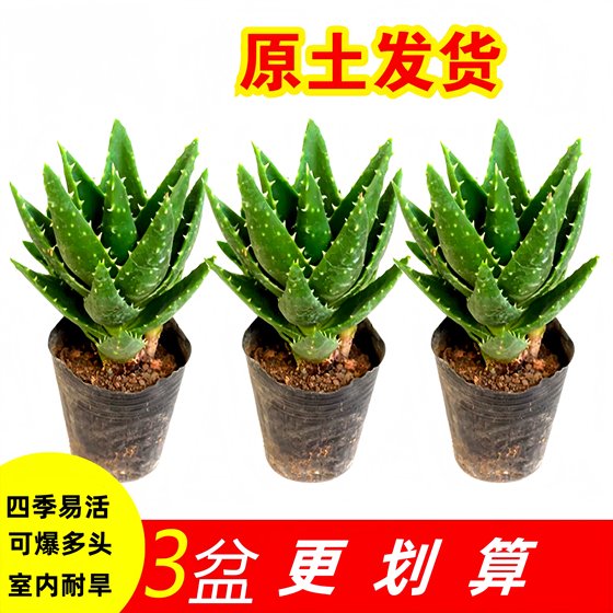 Night city aloe vera potted indoor air purifying succulents green plants flowers with soil ball easy to live evergreen all year round