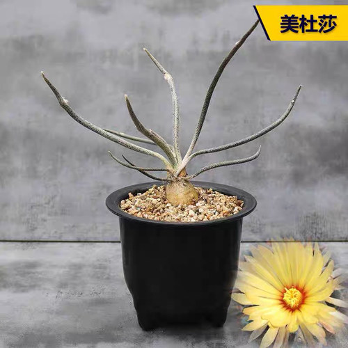 美杜莎多肉植物盆栽实生块根老桩稀有品种花卉开花仙人球趣味绿植 - 图1