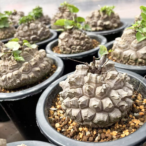 南非龟甲龙 爬藤块根多肉植物萌宠一物一拍稀有贵货 带盆栽好绿植 - 图0
