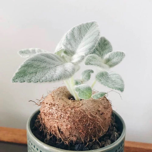 断崖女王块根月宴球根多肉植物好养奇趣桌面室内盆栽稀有迷你绿植 - 图2