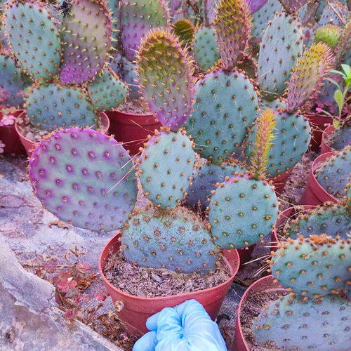 圣丽塔仙人掌 正版稀有耐热耐寒耐晒沙生花境植物龙舌兰户外庭院 - 图3