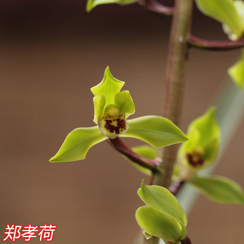 惠兰郑孝荷老种兰花传统蕙兰带花苞细叶盆栽赤壳类绿花飘门水仙瓣