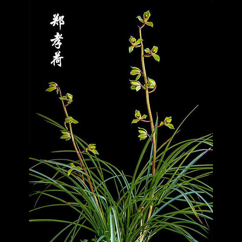 惠兰郑孝荷老种兰花传统蕙兰带花苞细叶盆栽赤壳类绿花飘门水仙瓣