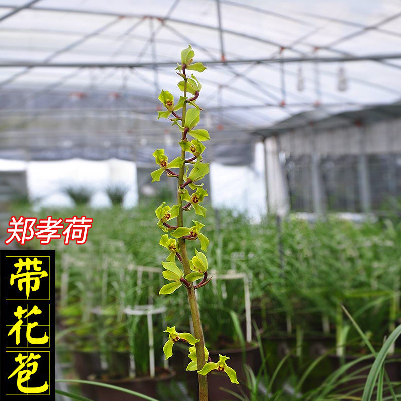 惠兰郑孝荷老种兰花传统蕙兰带花苞细叶盆栽赤壳类绿花飘门水仙瓣