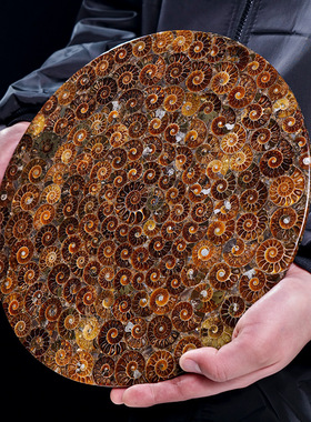 天然马达加斯加班彩螺化石圆盘摆件家居标本摆件菊化石装饰品