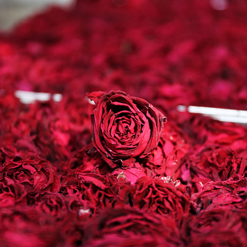 云南墨红玫瑰花茶冻干玫瑰花冠干花整朵精选品质无硫基地现烤现发 - 图2