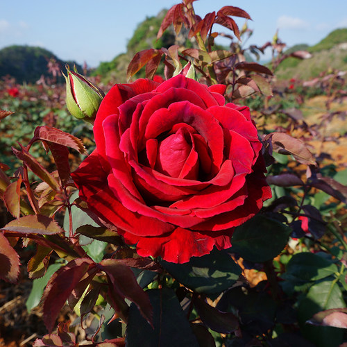 云南墨红玫瑰花茶冻干玫瑰花冠干花整朵精选品质无硫基地现烤现发 - 图1