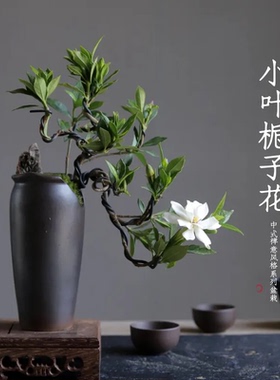 小叶九里香盆栽悬崖飘枝七