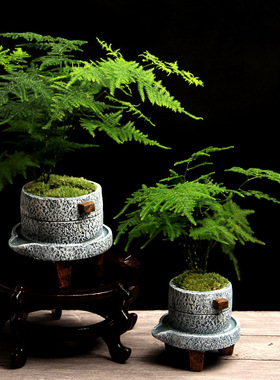 小石磨创意水泥花盆文竹绿