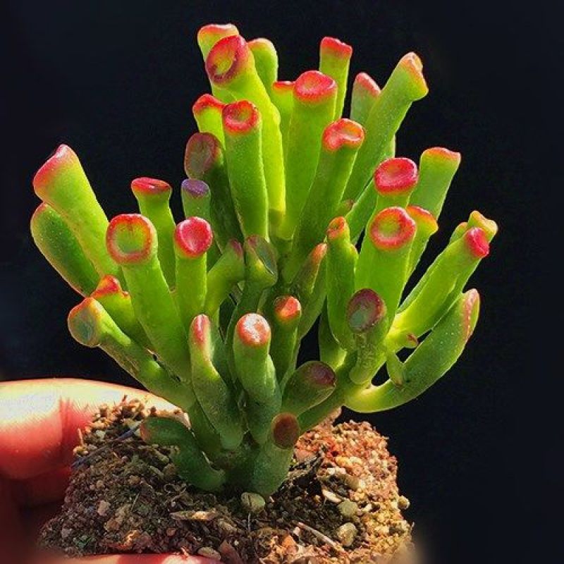 吸财树多肉植物一物一拍筒叶花月招财盆栽多肉趣味肉肉办公室 嘟嘟家多肉植物馆 淘优券