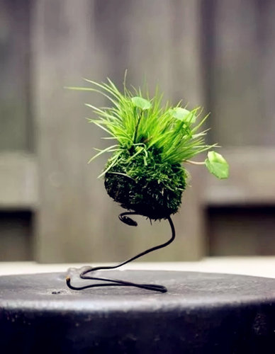 日式苔玉苔藓球 苔藓花器 青苔创意石斛种植盆 园艺盆栽 家居装饰 - 图1