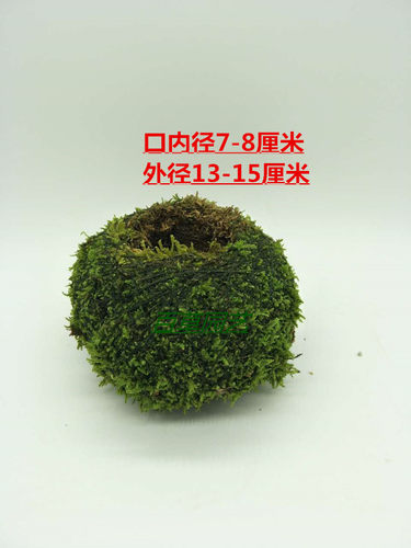 日式苔玉苔藓球 苔藓花器 青苔创意石斛种植盆 园艺盆栽 家居装饰 - 图0