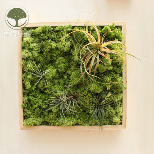 北欧装饰画空气凤梨永生苔藓绿植墙壁挂画餐厅样板房客厅软装包邮 - 图0