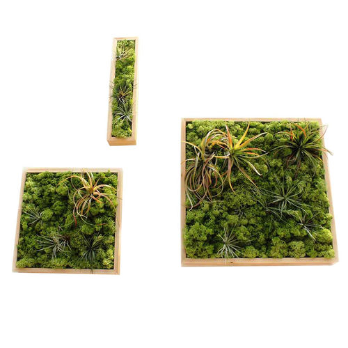 北欧装饰画空气凤梨永生苔藓绿植墙壁挂画餐厅样板房客厅软装包邮 - 图3